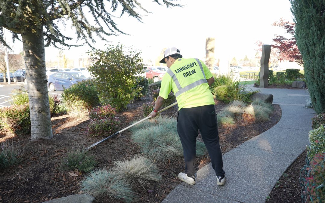 Professional Yard Cleanup and Junk Removal You Can Trust