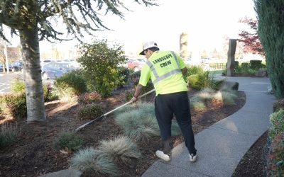 Professional Yard Cleanup and Junk Removal You Can Trust